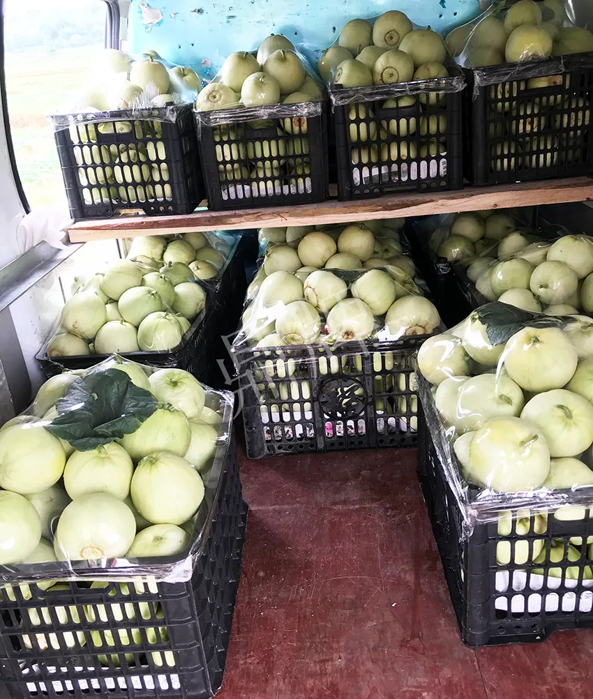 郴州農(nóng)戶種植新品種，果實(shí)又香又甜，很好賣