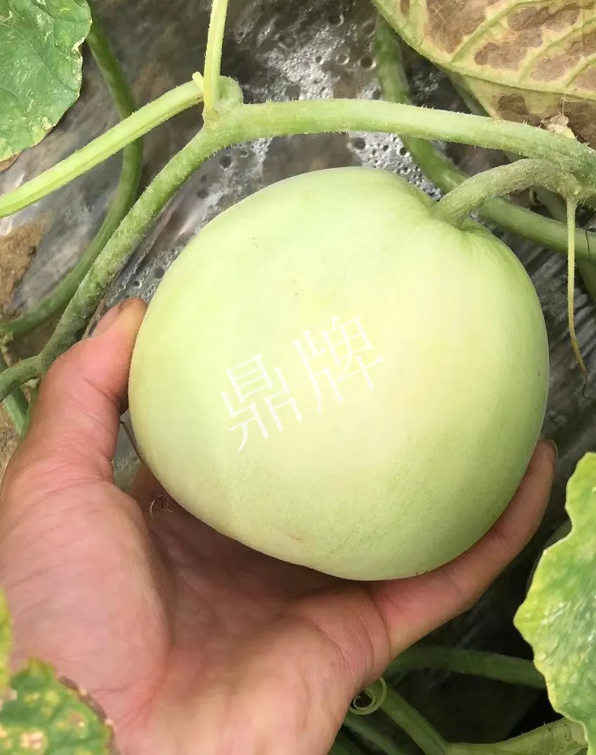 郴州農(nóng)戶種植新品種，果實(shí)又香又甜，很好賣