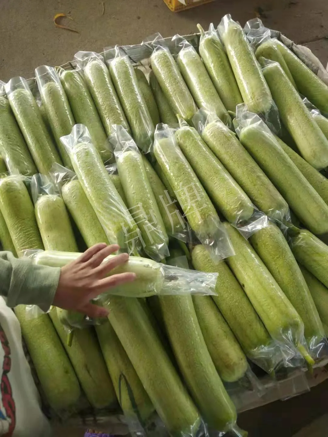 這個(gè)絲瓜每畝能掙3萬，沒種植的農(nóng)戶后悔得拍大腿