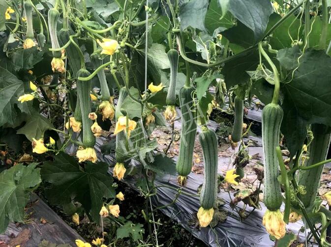 蔬菜種子種植戶客戶點(diǎn)評-這個(gè)絲瓜品種，找不到競爭對手……