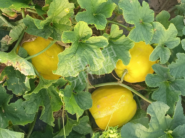 蔬菜種子種植戶客戶點(diǎn)評-種它！種它！高溫季節(jié)就種它！