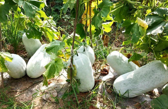 蔬菜種子種植戶客戶點(diǎn)評-驚訝！炎炎烈日下，小孩大聲喊：“大雪球！大雪球……”怎樣一回事？