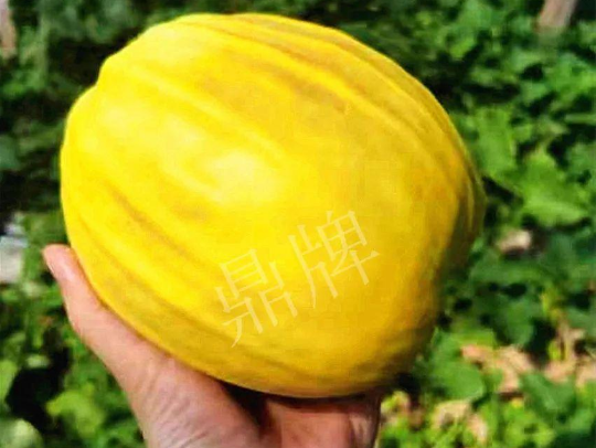 蔬菜種子種植戶客戶點(diǎn)評-我的甜瓜賣20元1市斤，與大家分享…