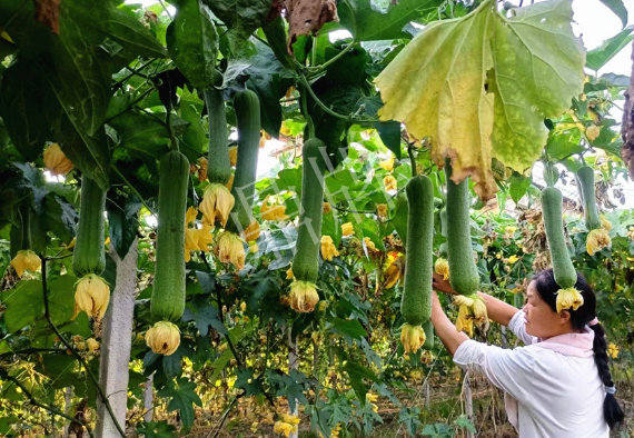 蔬菜種子種植戶客戶點(diǎn)評-8月，持續(xù)高溫下，這種絲瓜少見，少見！