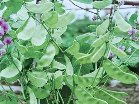 蔬菜種子種植戶客戶點評-鼎牌幫我度難關(guān)，決心助我大豐收！