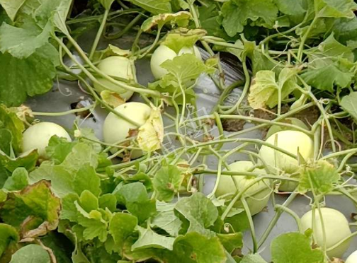 蔬菜種子種植戶客戶點評-種植甜瓜20年，這個品種讓我更省心！