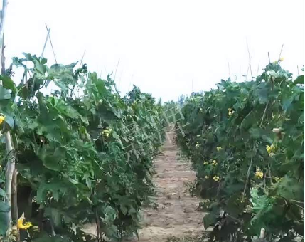蔬菜種子種植戶客戶點評-種植這個品種，獲得高收入，老婆的功勞最大