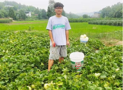 蔬菜種子種植戶客戶點評-甜瓜新品上市，每個賣9元，很暢銷！