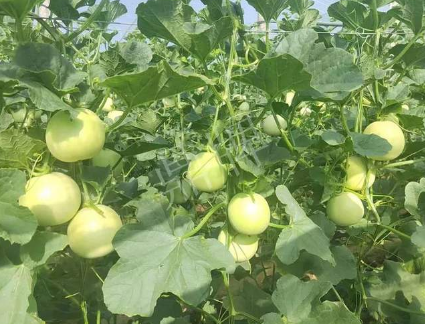 蔬菜種子種植戶客戶點評-種植這個新品種，我感到非常滿意！