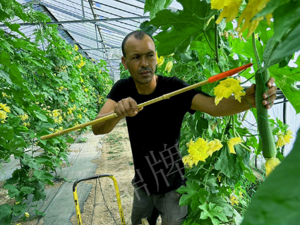 蔬菜種子種植戶客戶點評-這種絲瓜在法國，批發(fā)都是30元/kg