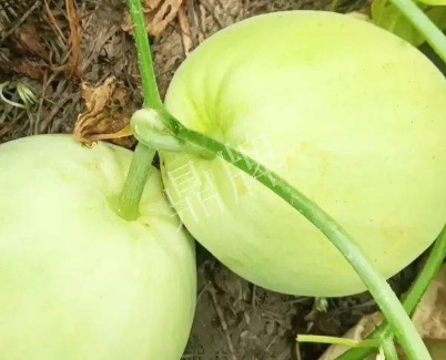 蔬菜種子種植戶客戶點評-我終于找到滿意的甜瓜品種了！