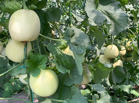 蔬菜種子種植戶客戶點評-“玉奶香2號”甜瓜，真的有那么好嗎？