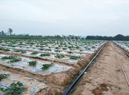 蔬菜種子種植戶客戶點評-80后大廚回鄉(xiāng)種甜瓜，第一年就賺15萬！