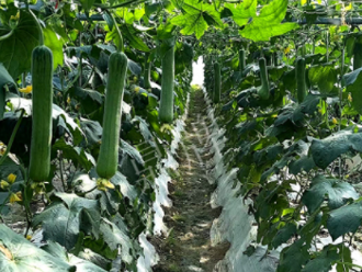 蔬菜種子種植戶客戶點評-高手在民間，浙江蒼南的絲瓜在下半年至春節(jié)，都有大量上市！