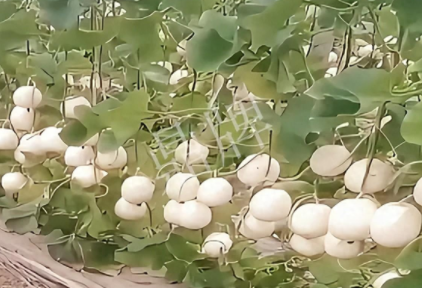 蔬菜種子種植戶客戶點評-現(xiàn)在的瓜菜價格不好，但我種植的優(yōu)質(zhì)甜瓜還是有好的收入！