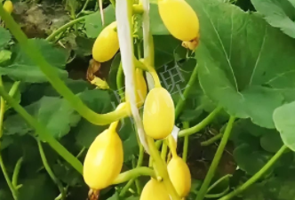 蔬菜種子種植戶客戶點評-一個特色品種種植戶的反饋，帶給大家的思考