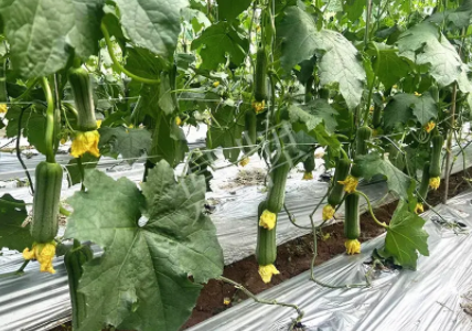 蔬菜種子種植戶客戶點評-這個新品種好不好？？？見證的時候到了！