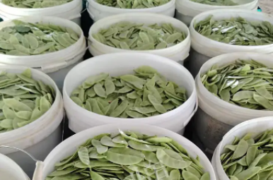 蔬菜種子種植戶客戶點評-時隔20年，我再種這個品種，大家來看看，怎么樣？