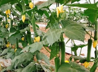 蔬菜種子種植戶客戶點(diǎn)評-一株結(jié)瓜30多個，價(jià)錢好，賺了！