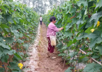 蔬菜種子種植戶客戶點(diǎn)評-85歲老奶奶，還是種植基地的領(lǐng)頭人，做的怎么樣？一起去看看…