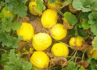 蔬菜種子種植戶客戶點(diǎn)評-瓜農(nóng)說：“還得是這個品種??！”，什么品種讓種植戶如此感慨？